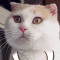 -5472304a4dc8dbe1.gif
