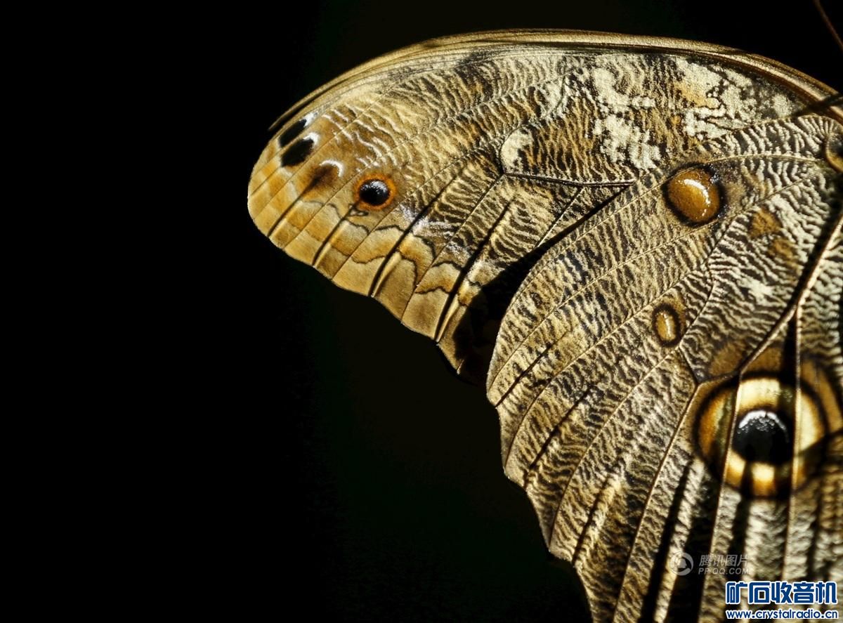 2015最佳动物图片 - 〓生活聊天板块〓 - 矿石收