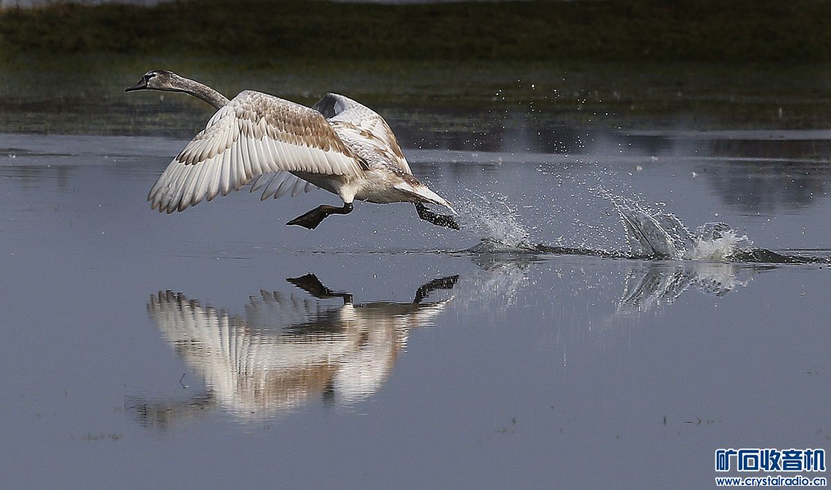 2015最佳动物图片 - 〓生活聊天板块〓 - 矿石收