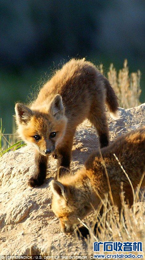国家地理公园公布2015最佳照片 - 〓生活聊天