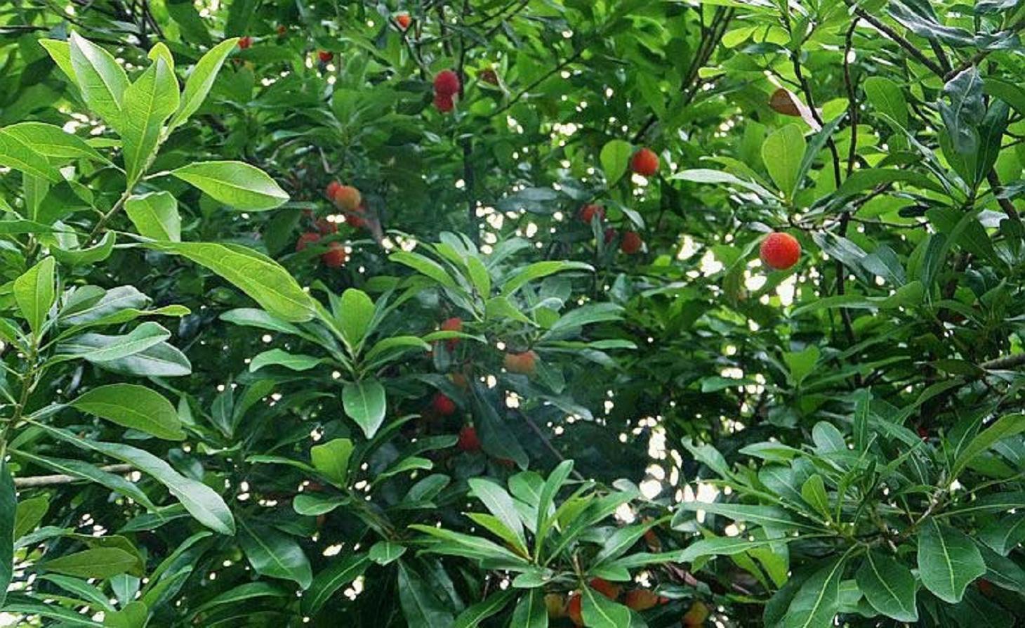 又来杨梅几颗 - 〓原创摄影天地〓 - 矿石收音机