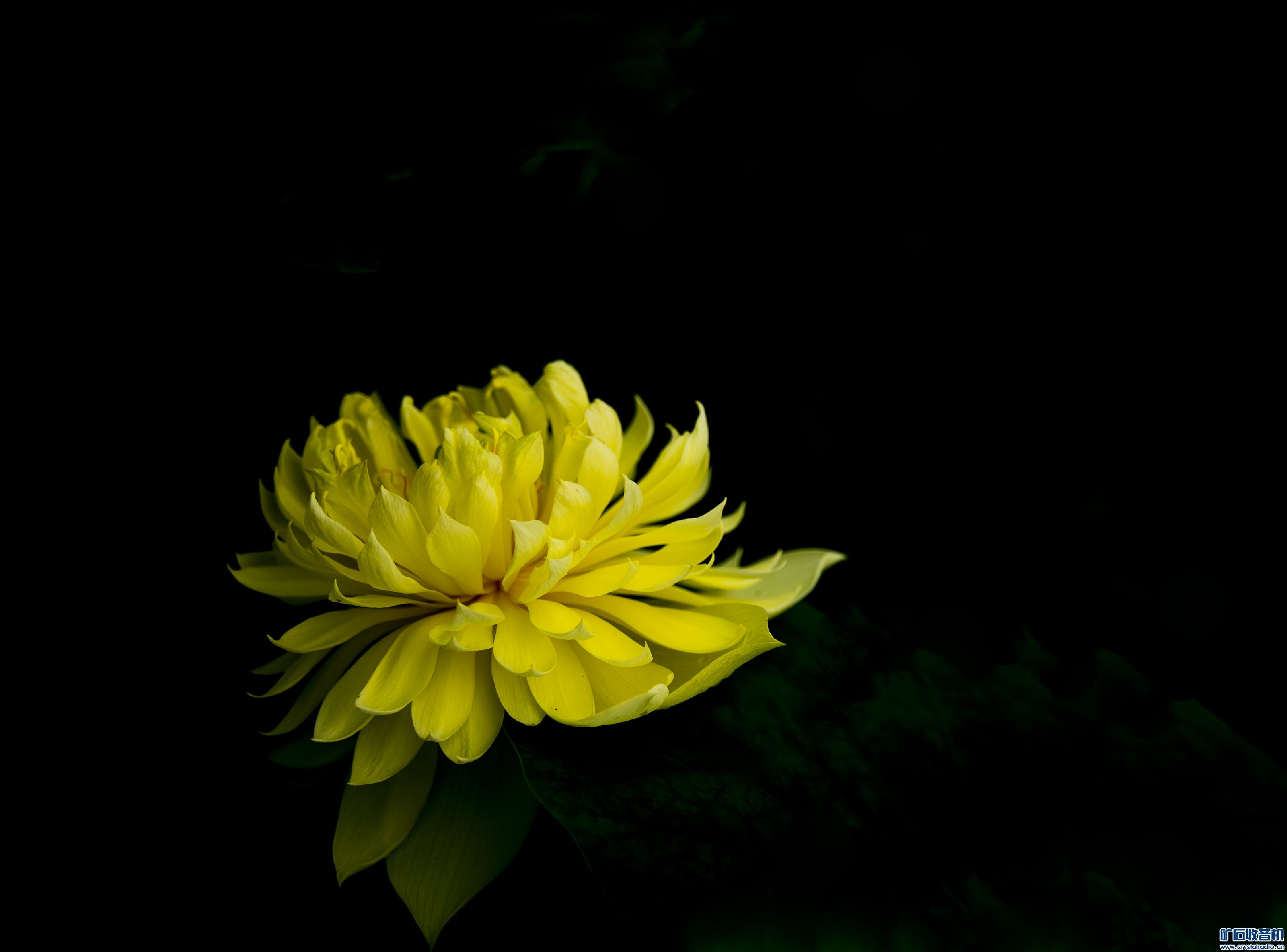 点测光拍摄的荷花 - 〓原创摄影天地〓 - 矿石收音机论坛