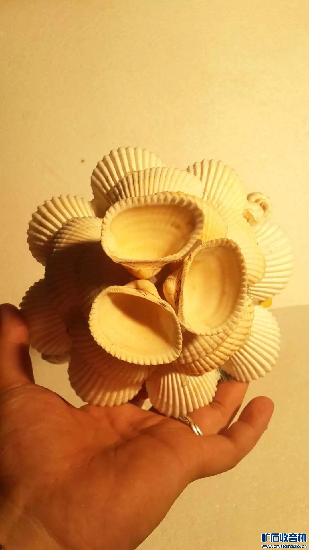 2个摄影投光灯,过去黄包车铜车盖瓦,老贝壳工