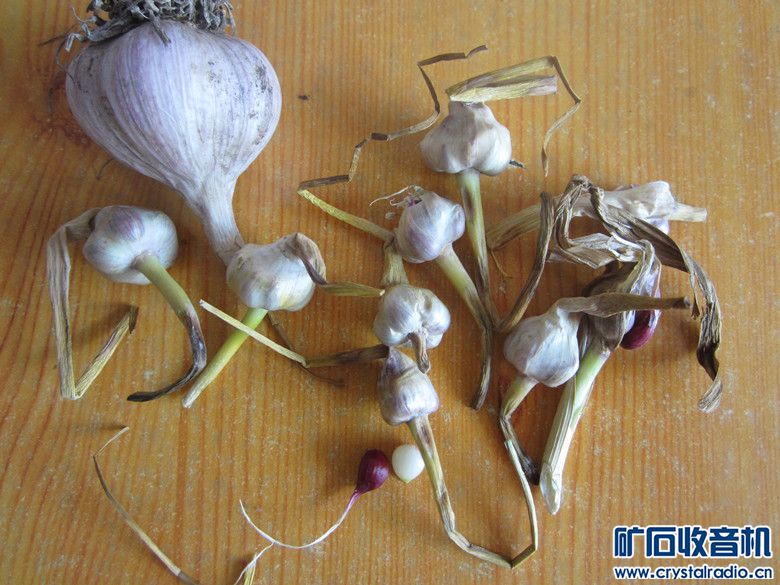 研究一蒜,不是普通的大蒜,蒜台上结的蒜,能繁衍