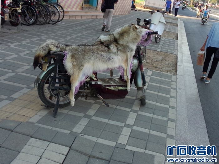 这是狼皮还是狗皮 - 〓生活聊天板块〓 - 矿石收音机论坛