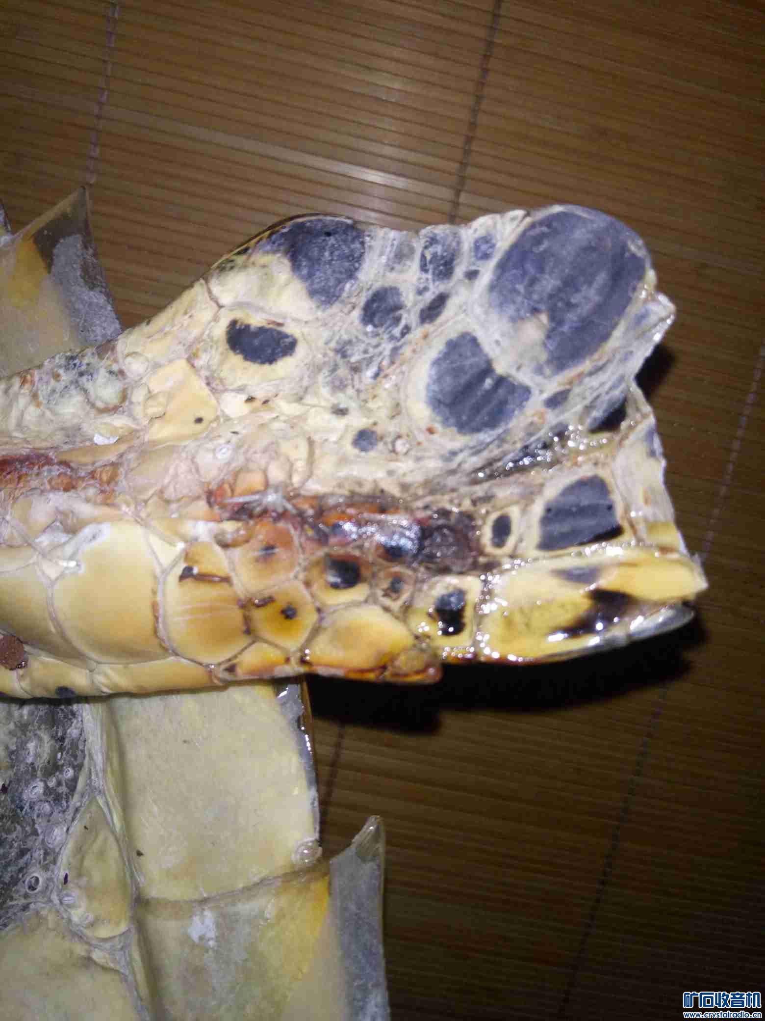 全新森海大耳机,大海龟,汽车充电线,JBL同轴喇