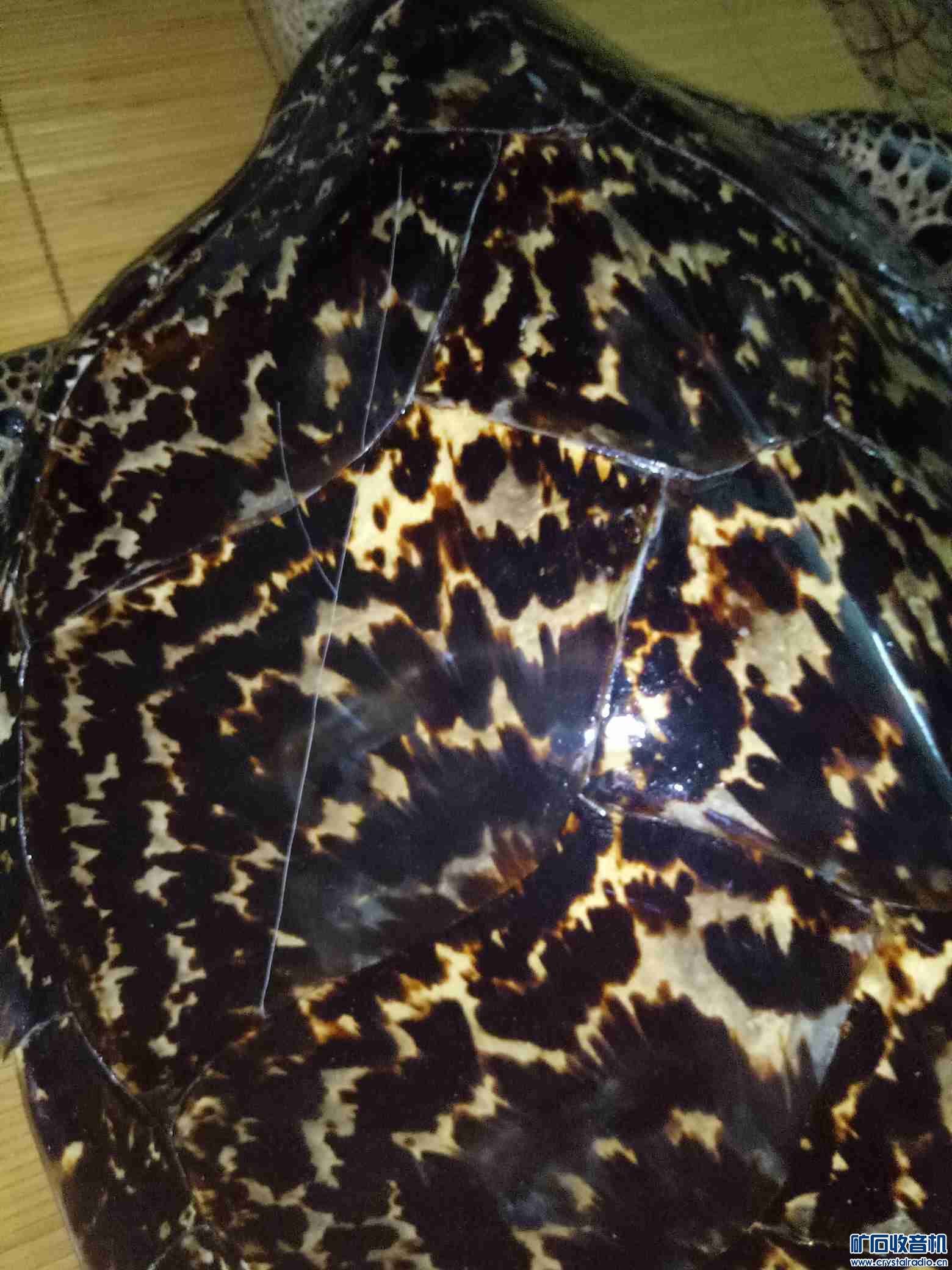 全新森海大耳机,大海龟,汽车充电线,JBL同轴喇