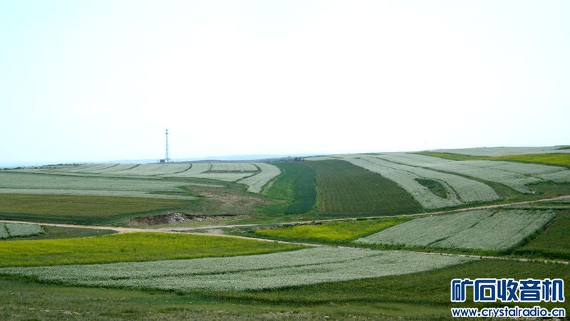 内蒙古今年雨水充沛北部高原一片碧绿 - 〓生活