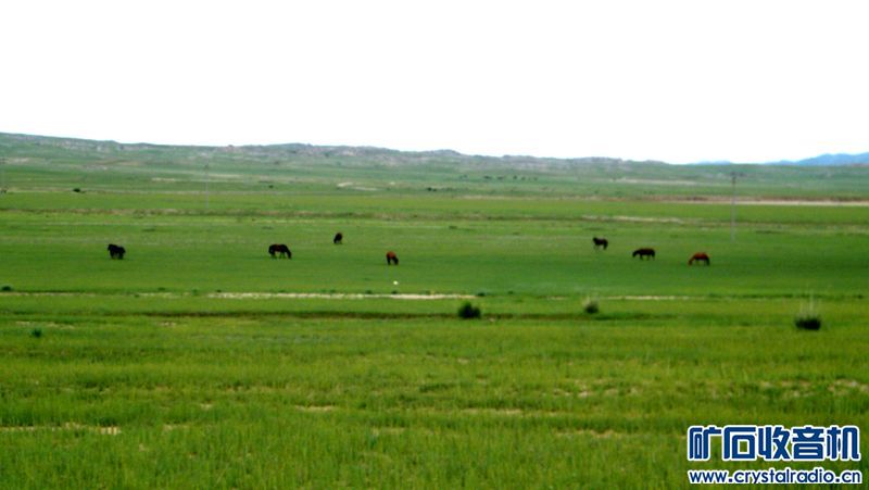 内蒙古今年雨水充沛北部高原一片碧绿 - 〓生活