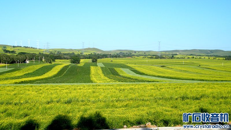 内蒙古今年雨水充沛北部高原一片碧绿 - 〓生活