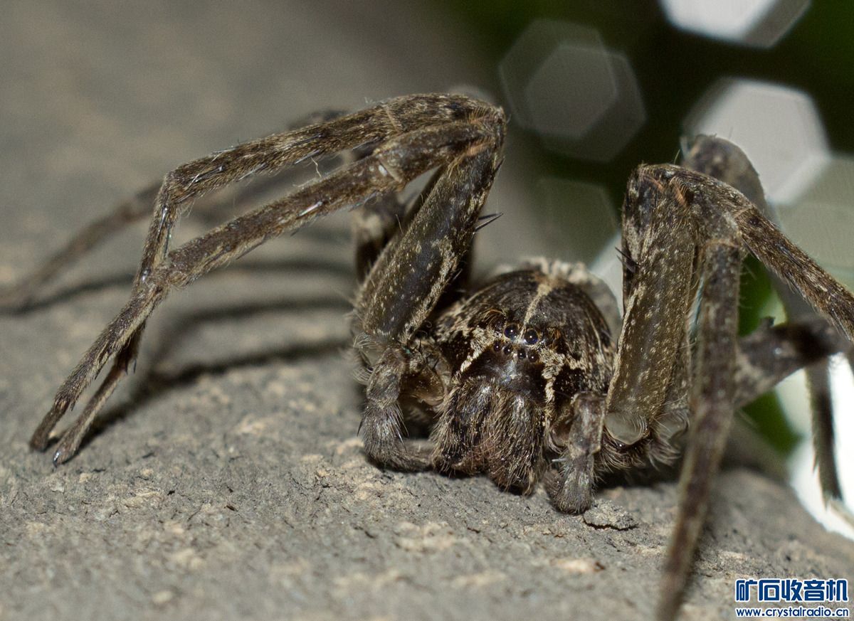 八脚怪。八角怪 - 〓生活聊天板块〓 - 矿石收音