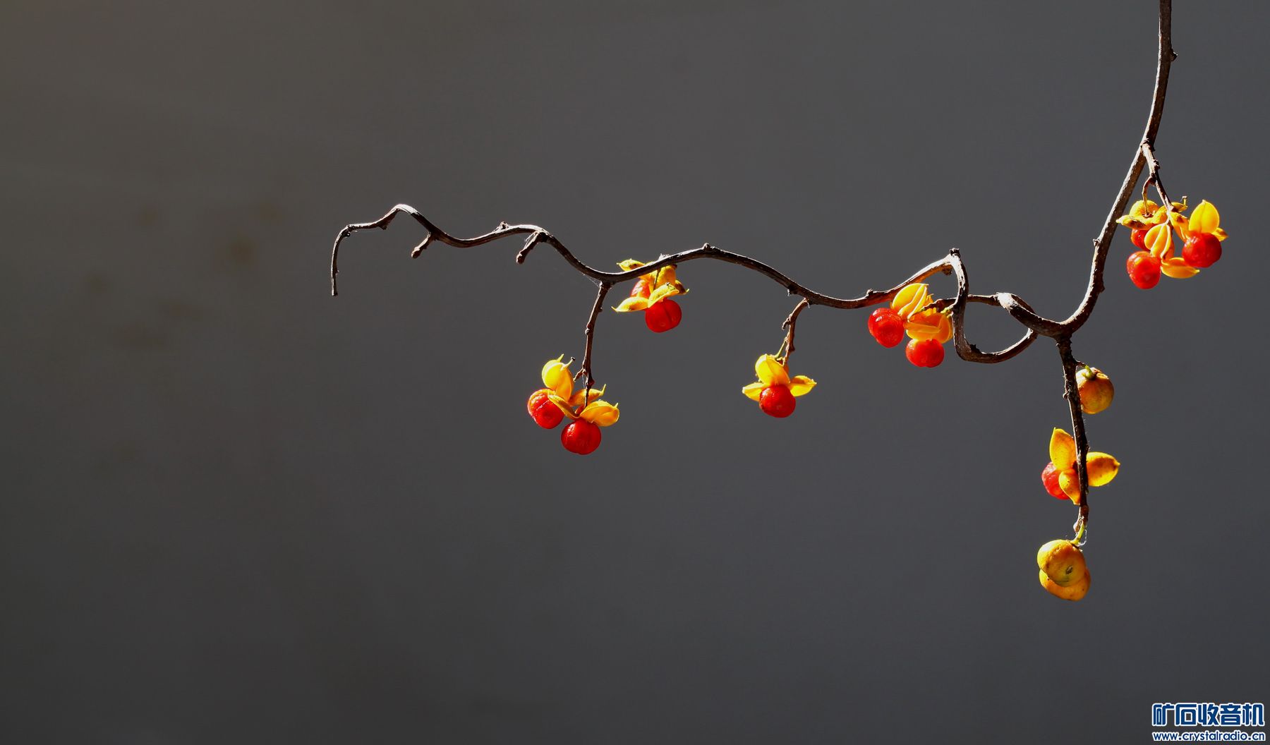 今天中午揪了个树杈,又做俩桌面 - 〓原创摄影