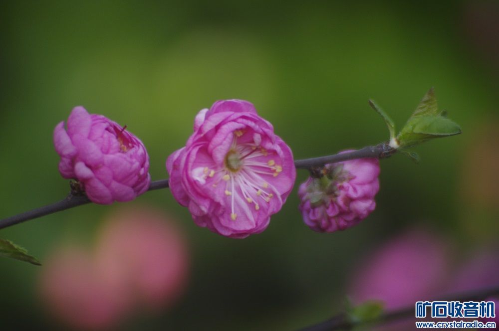 又到货 韩国镜头:70-210mm长焦、28-70mm狗