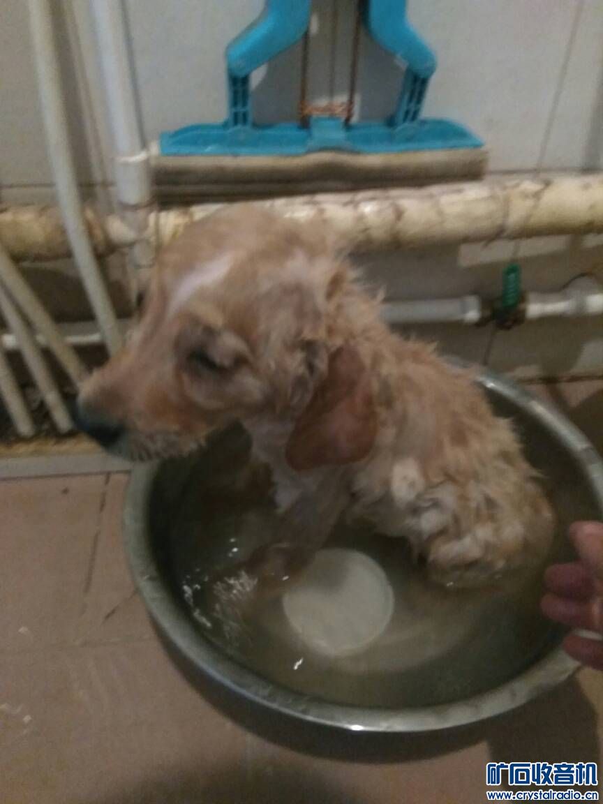 俺家金毛叫二狗 调皮捣蛋起来不是人 - 〓原创