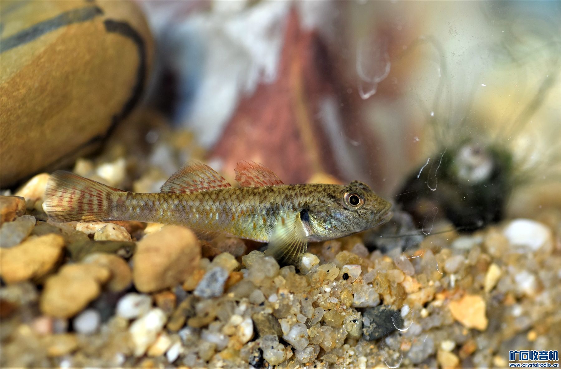 眼下的人就TM知道吃,不信你百度小鱼虾,根本