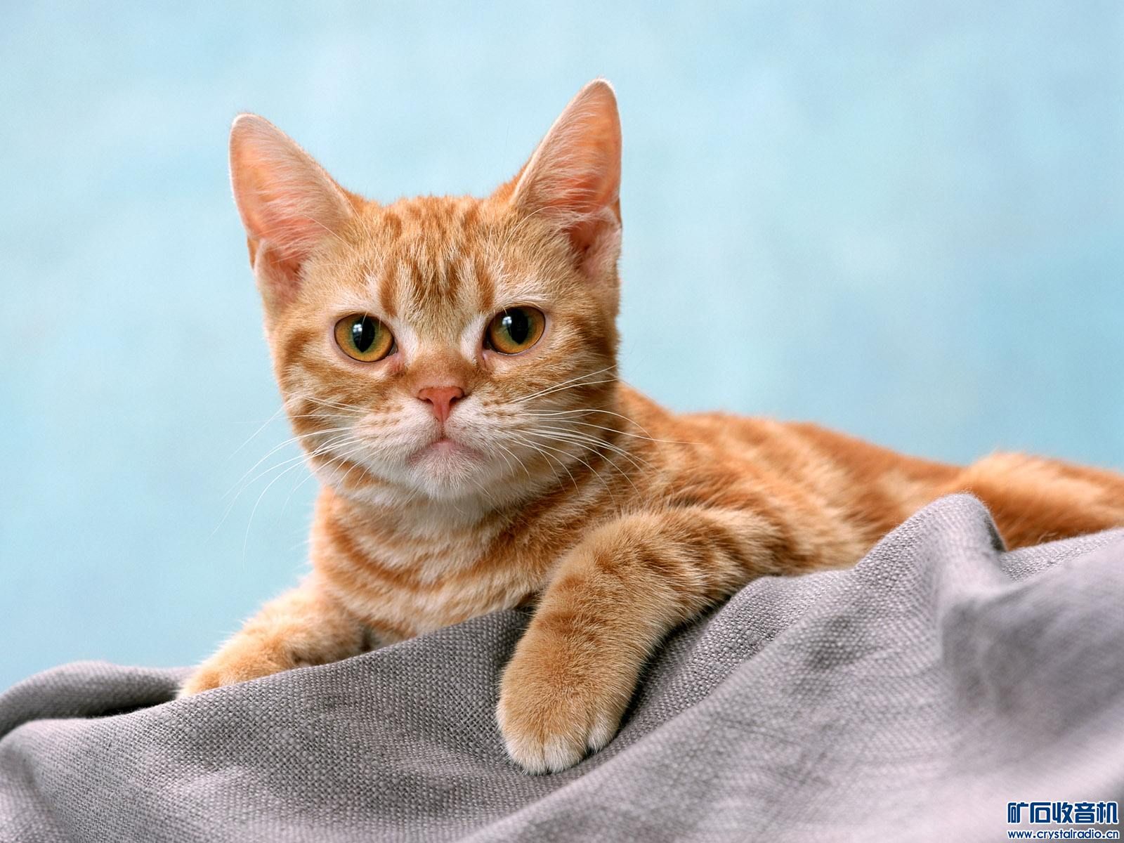 十二生肖为什么没有猫咪? - 〓生活聊天板块〓