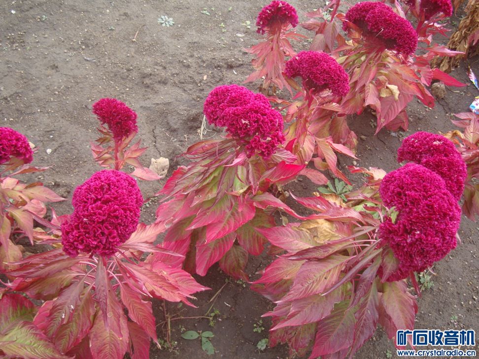 铁骨丹心不了情-SONY W300 1400万像素 钛钢