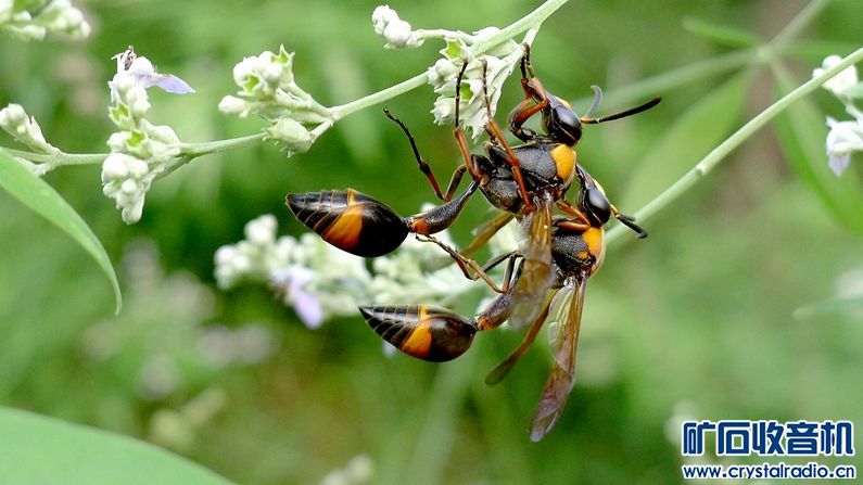 请看是什么昆虫的巢