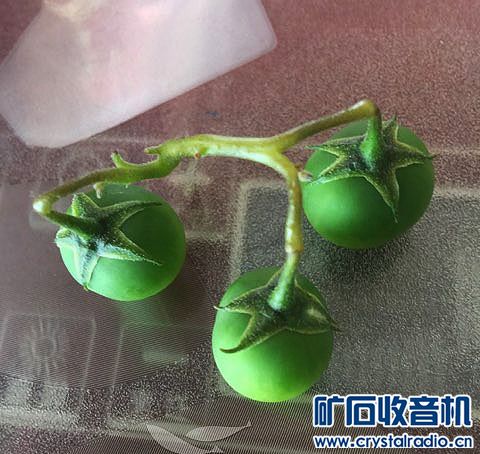 您见过土豆开花结果然后结籽了吗?