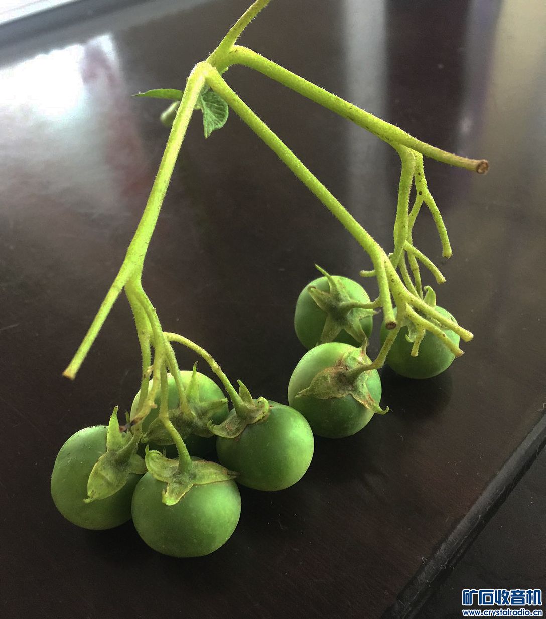 您见过土豆开花结果然后结籽了吗?