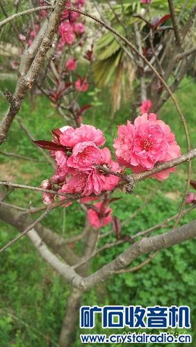 IMG_20180401_075523.jpg
