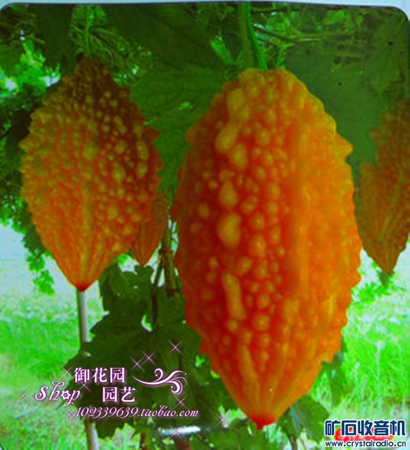 今年荔枝价格偏高