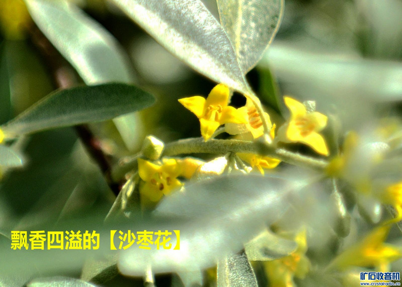 60年代我们喜欢唱的一首歌曲:送你一束沙枣花