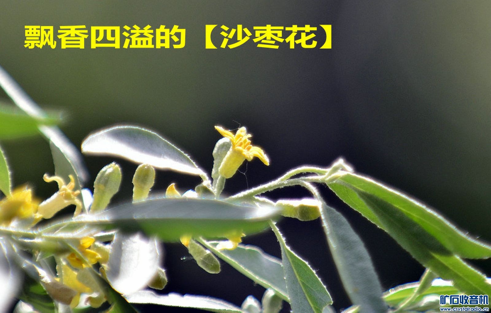 60年代我们喜欢唱的一首歌曲:送你一束沙枣花