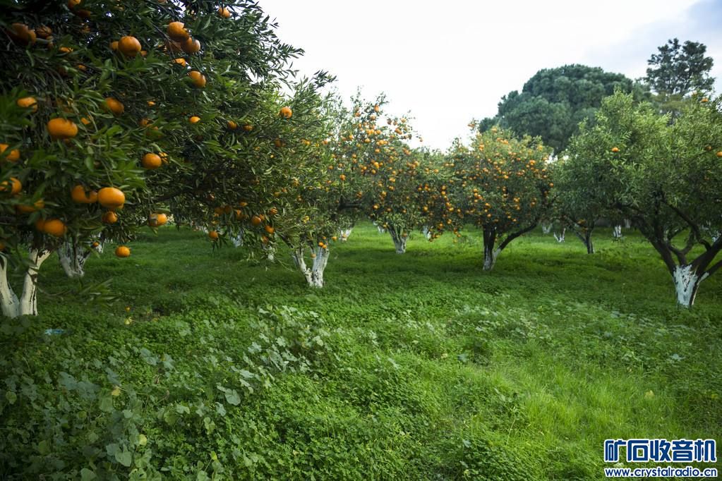 成语南橘什么_成语故事简笔画(5)