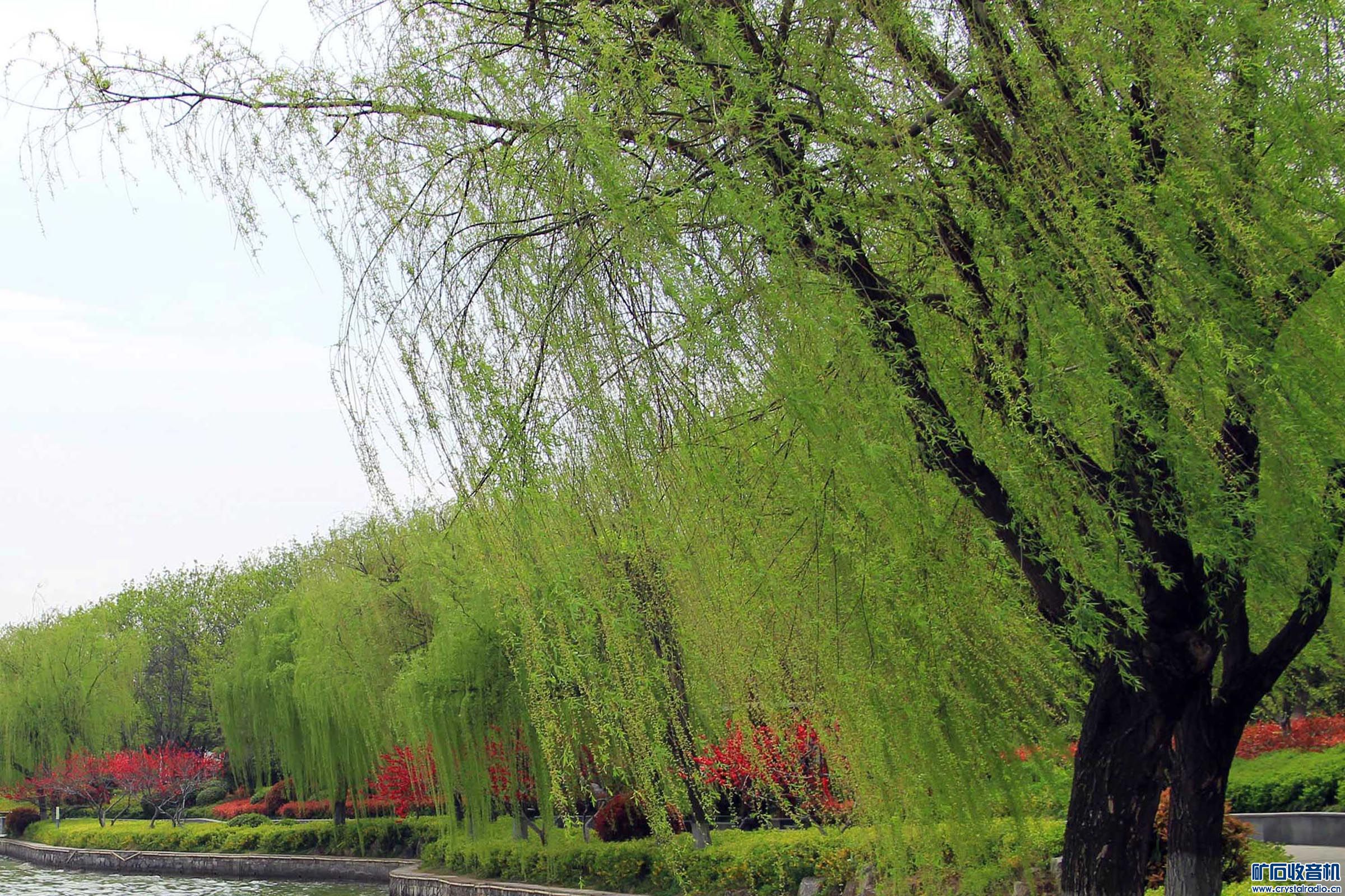 春风杨柳万千条