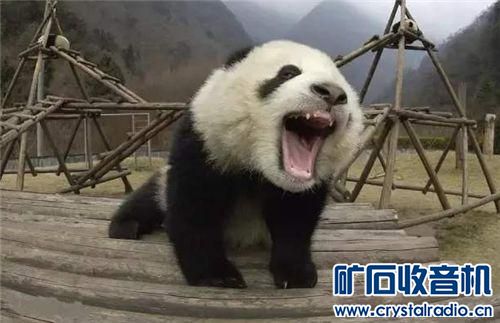 当大熊猫发怒咆哮的时候