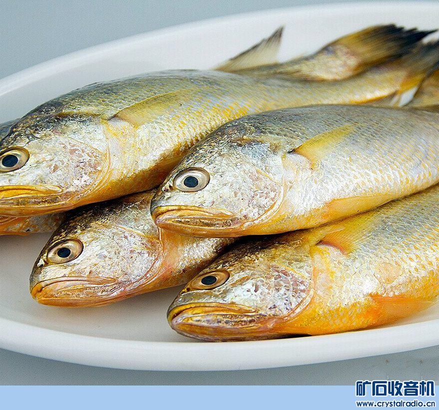小黄花鱼是活的吗 173305xk2222w097zjda79.jpg