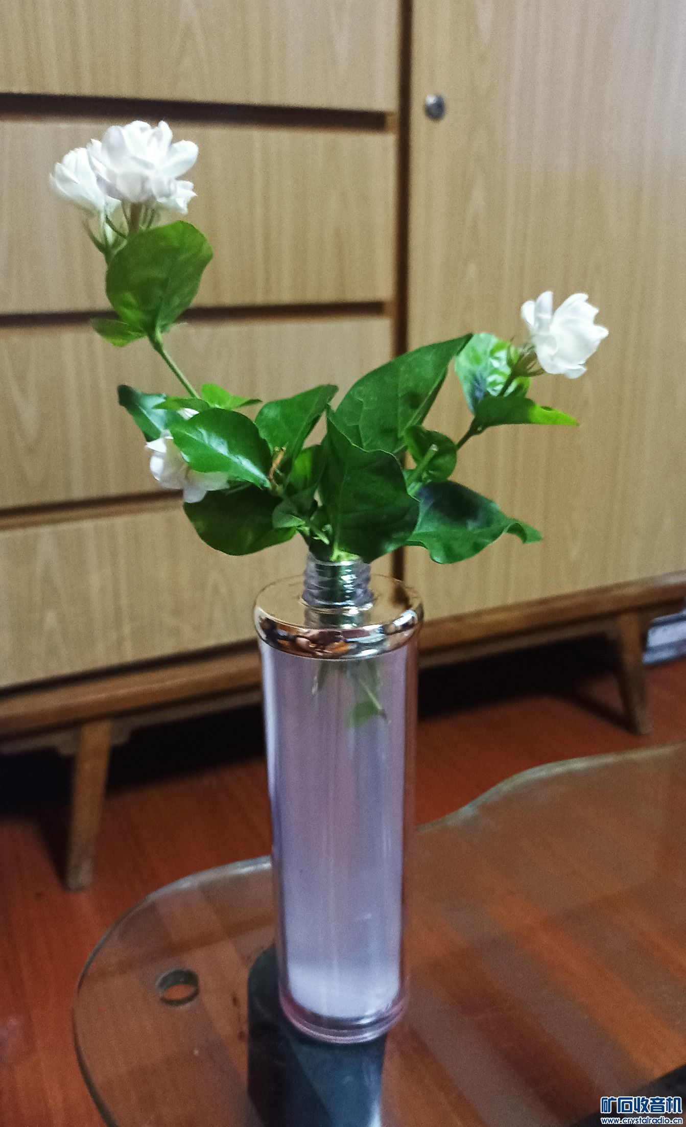 茉莉花