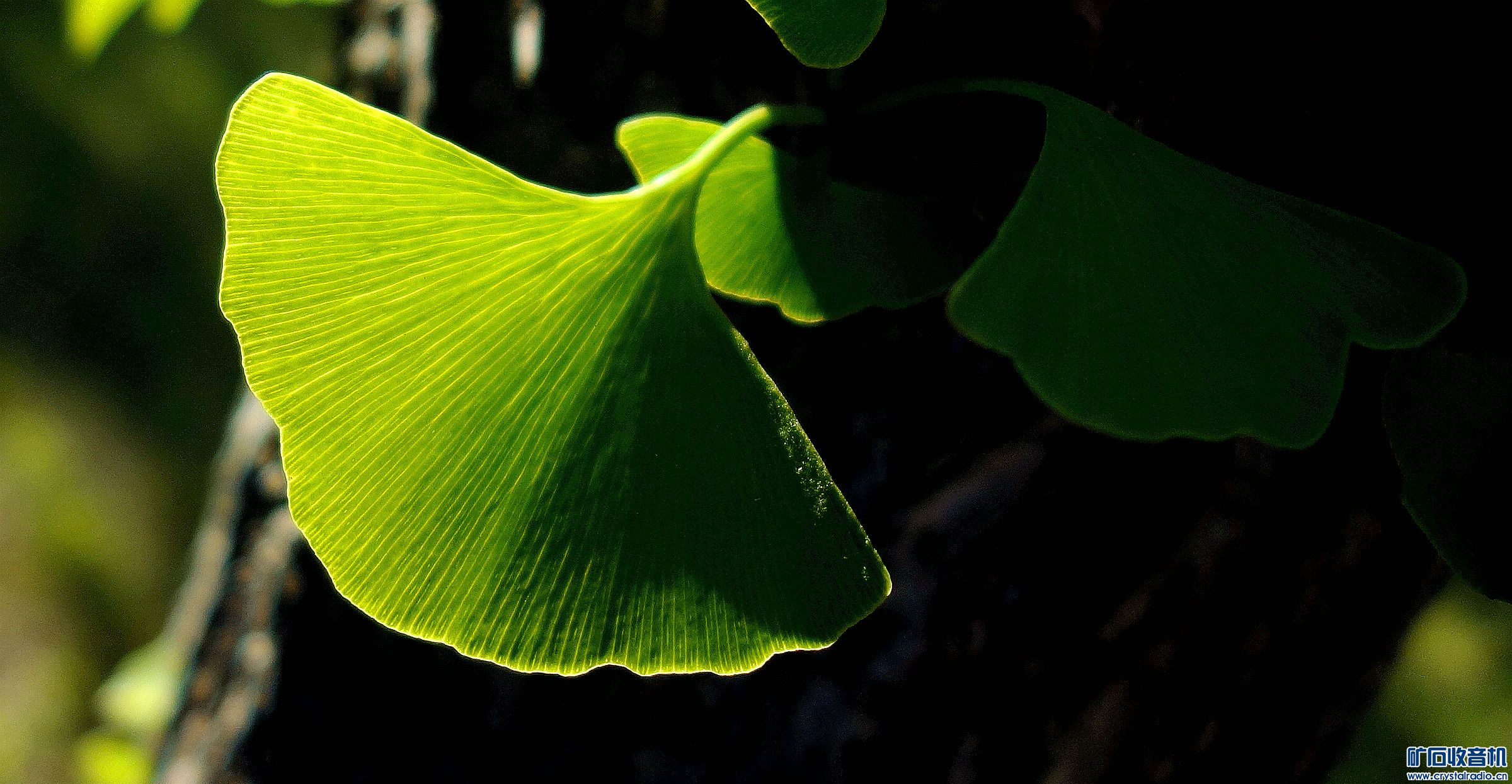 DSC07462k.jpg