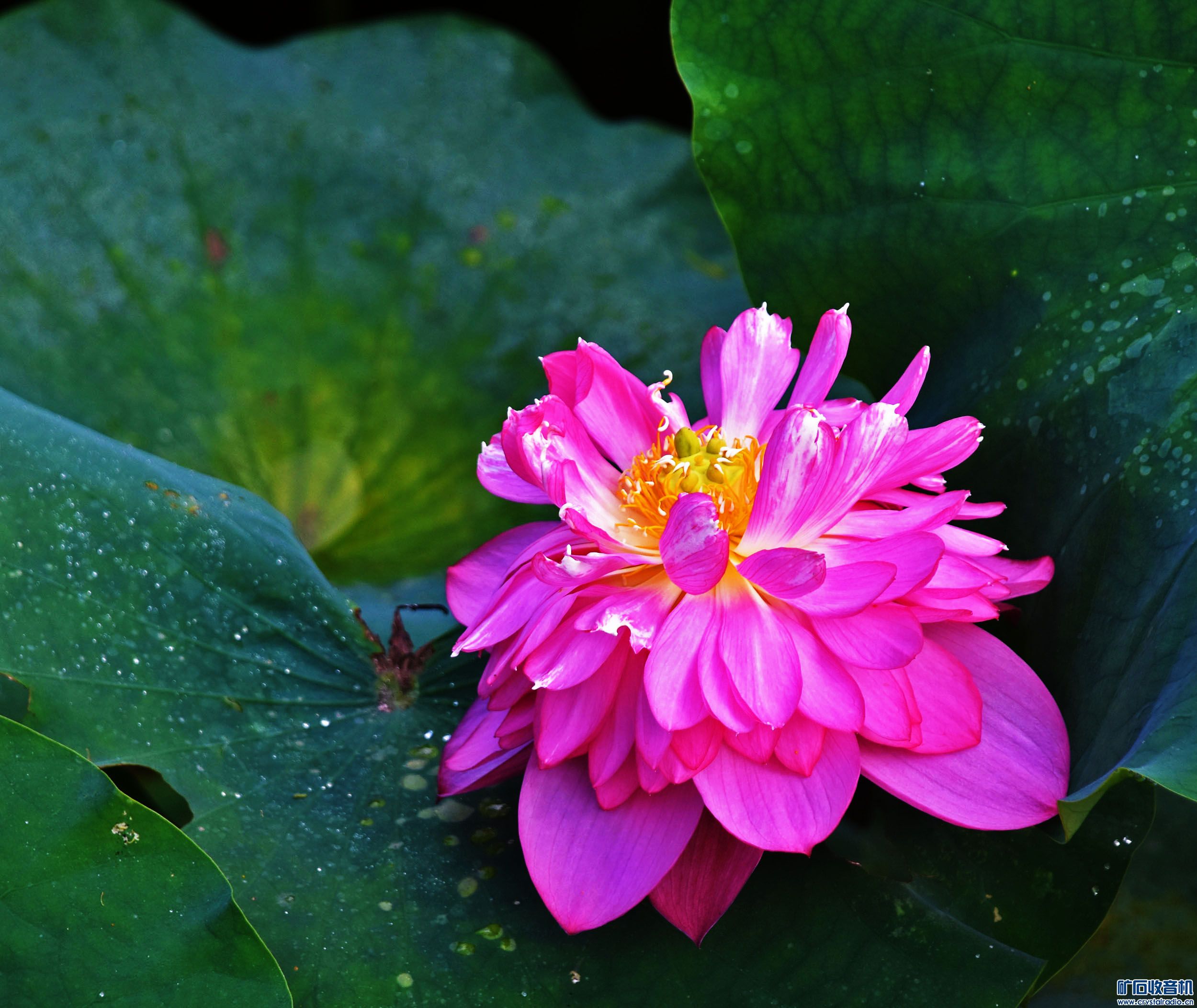DSC_13.jpg
