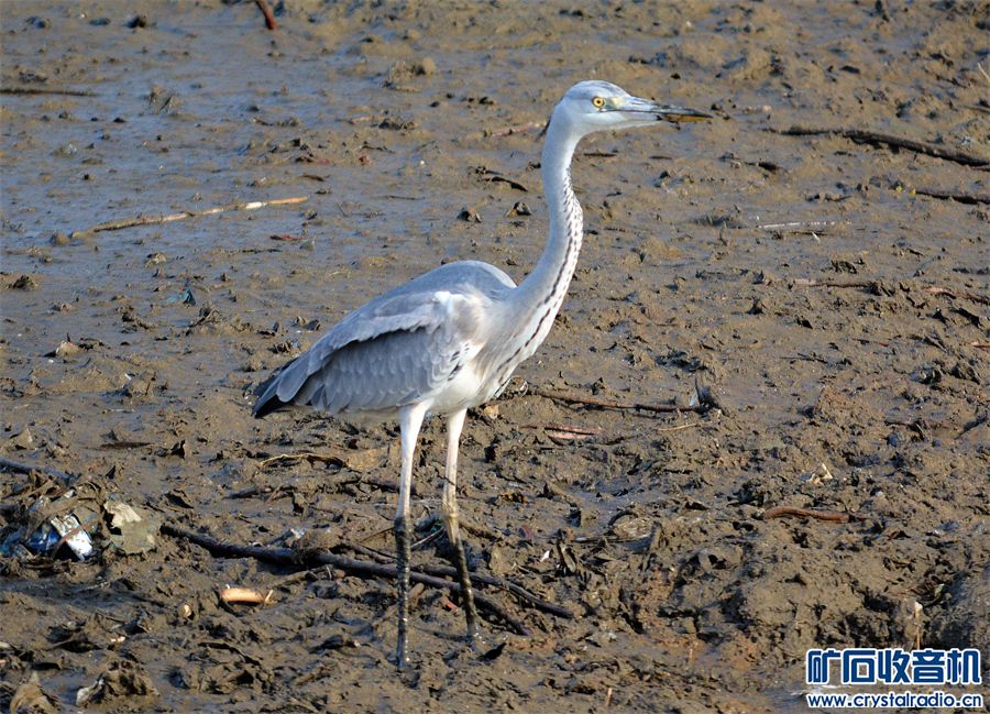 DSC_8283_.jpg