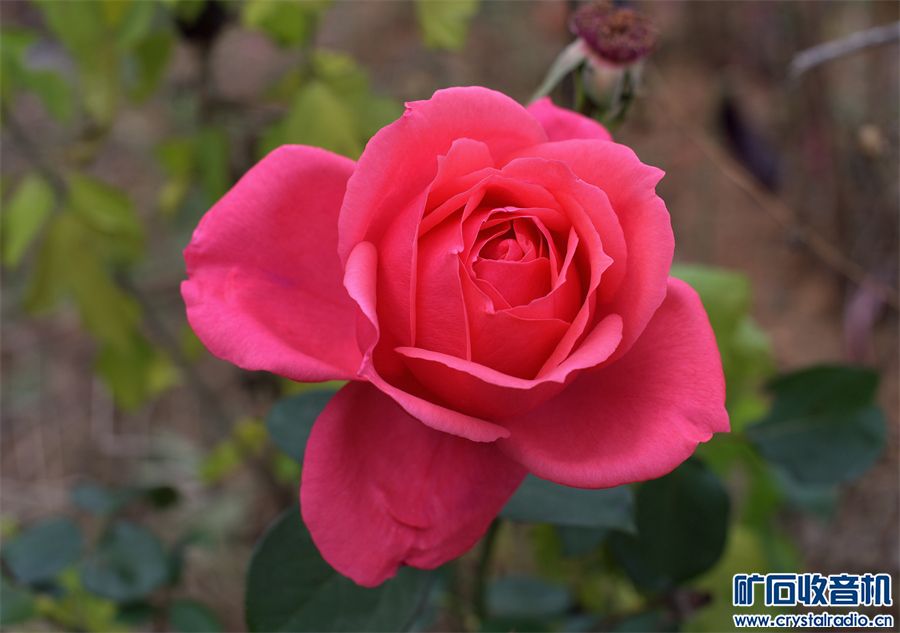 DSC_0772_.jpg