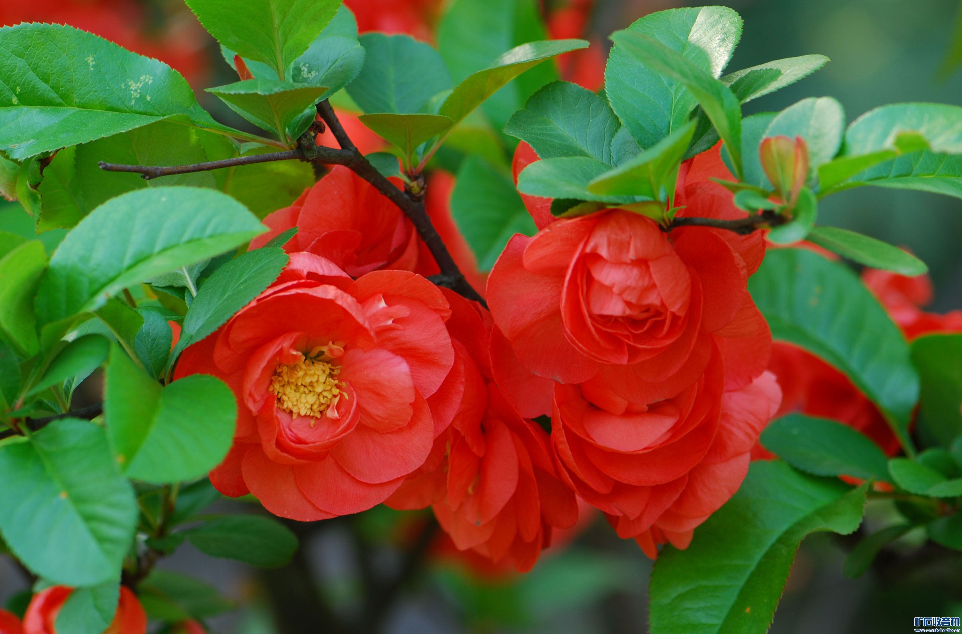 DSC_7287.JPG