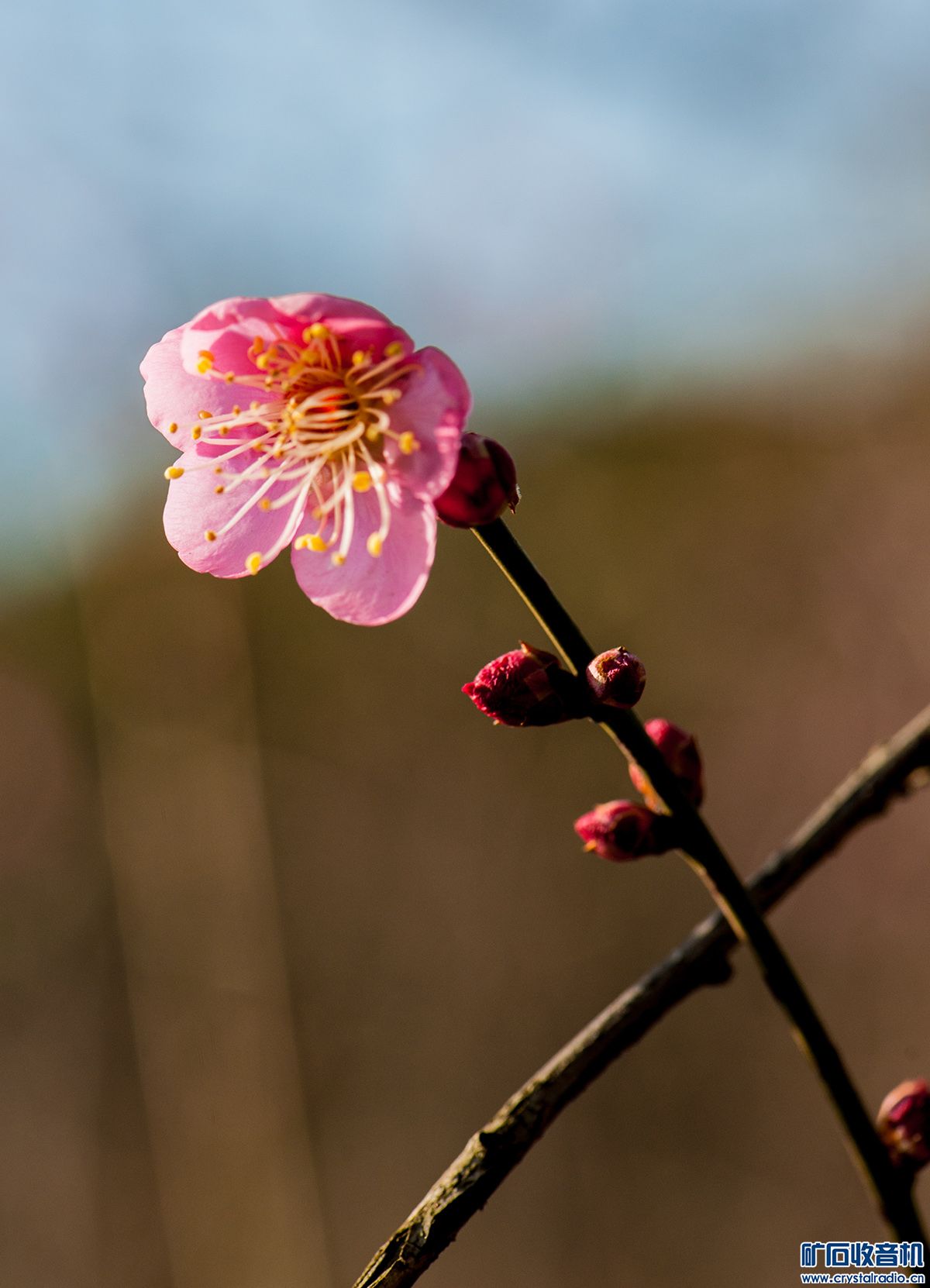 DSC_3311.JPG