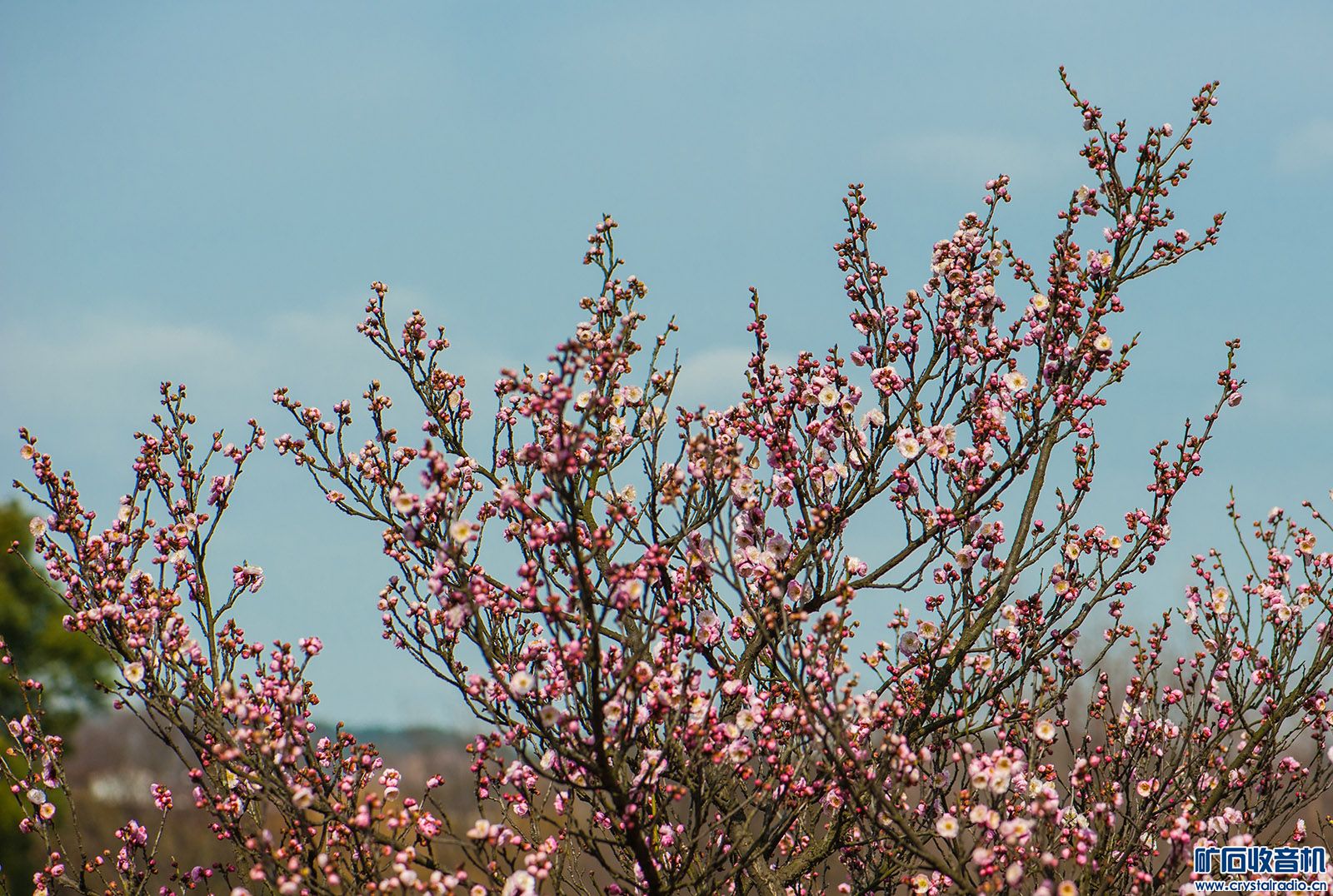 DSC_3448.JPG
