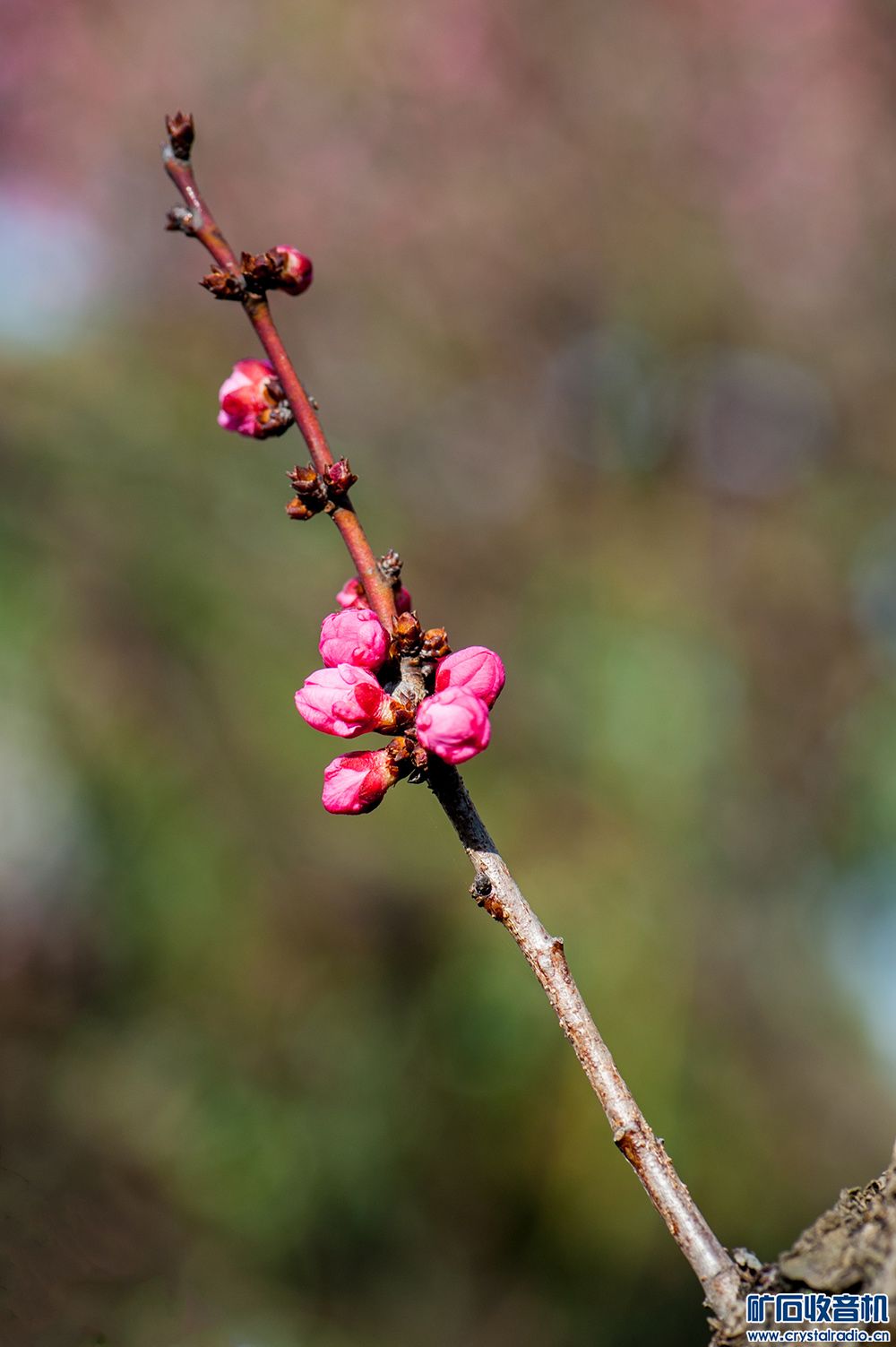 DSC_3428.JPG