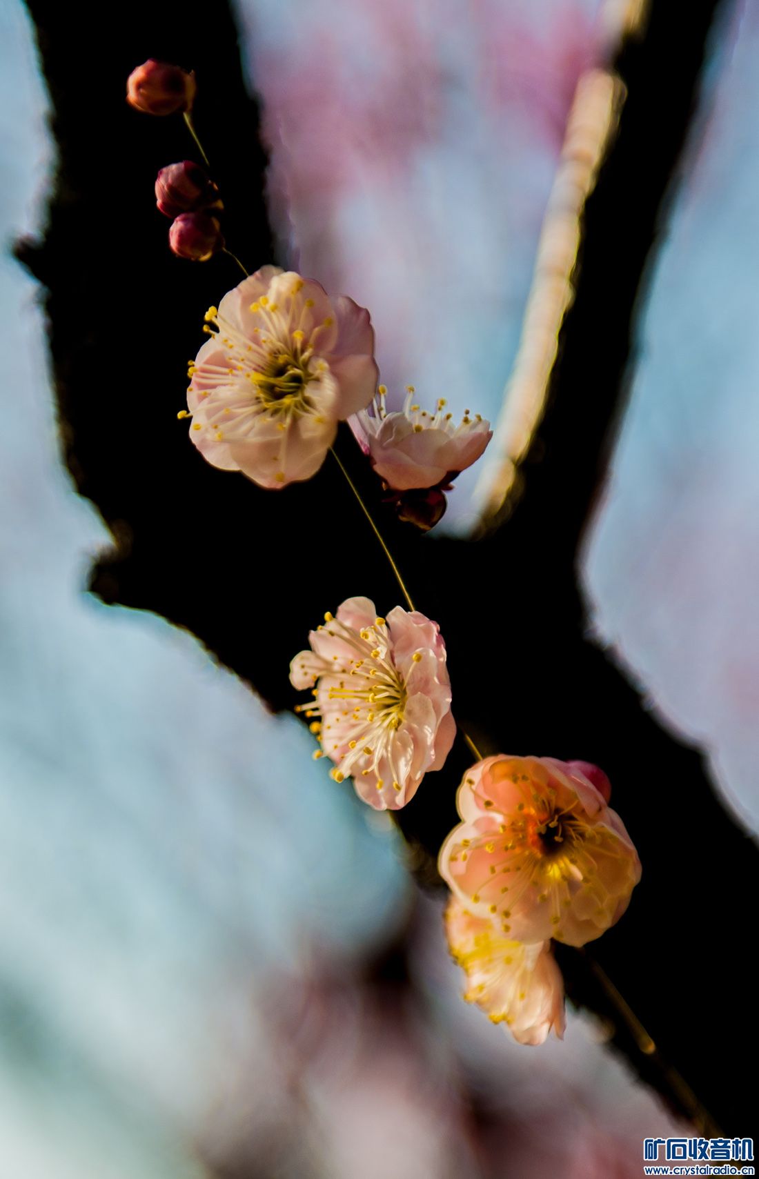 DSC_3503.JPG
