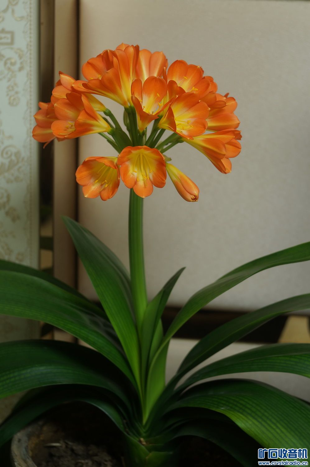 DSC01896.JPG