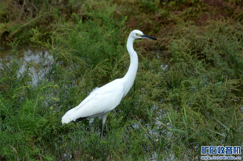 DSC_9233__.jpg