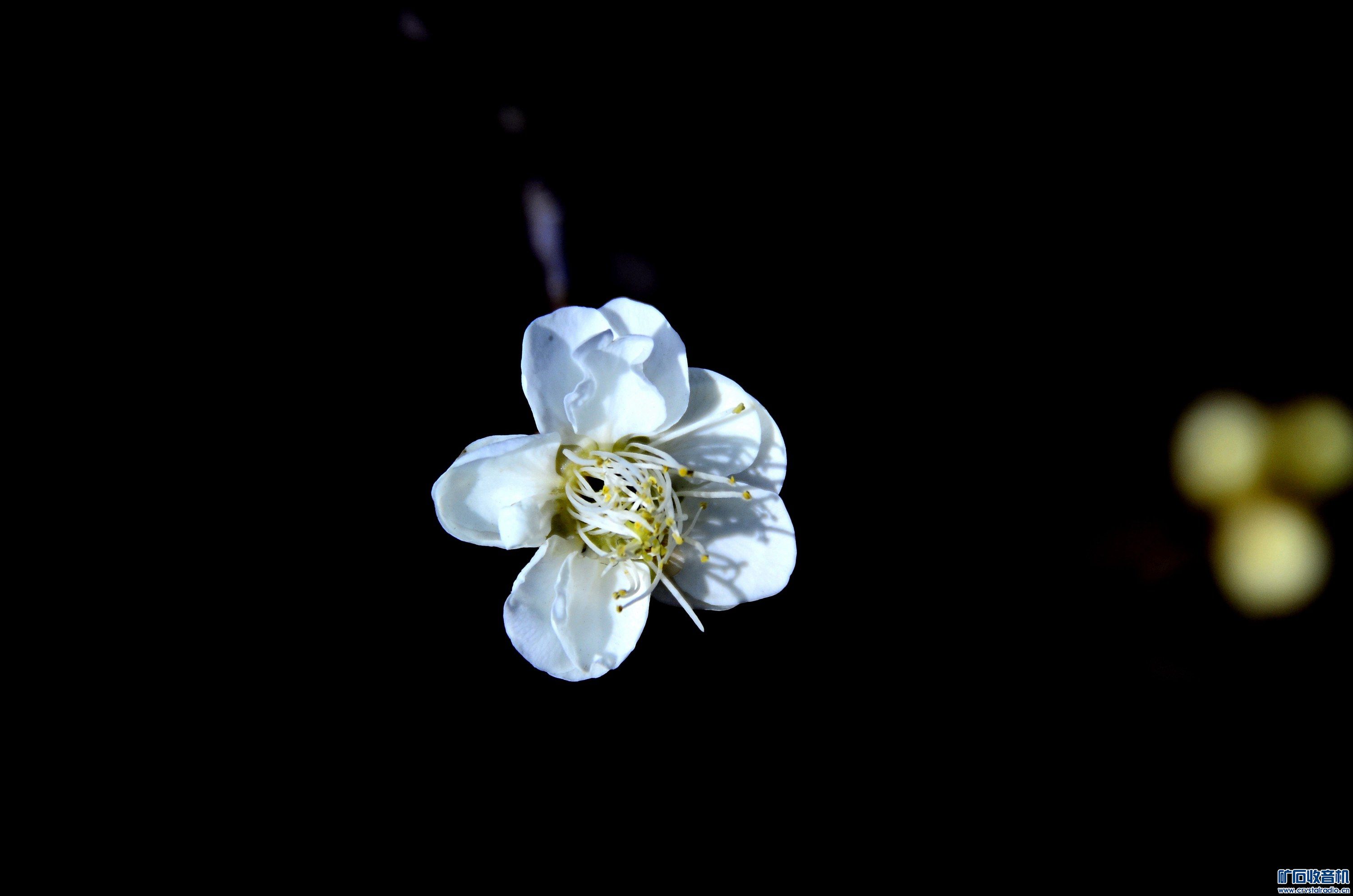 _DSC2645__.jpg
