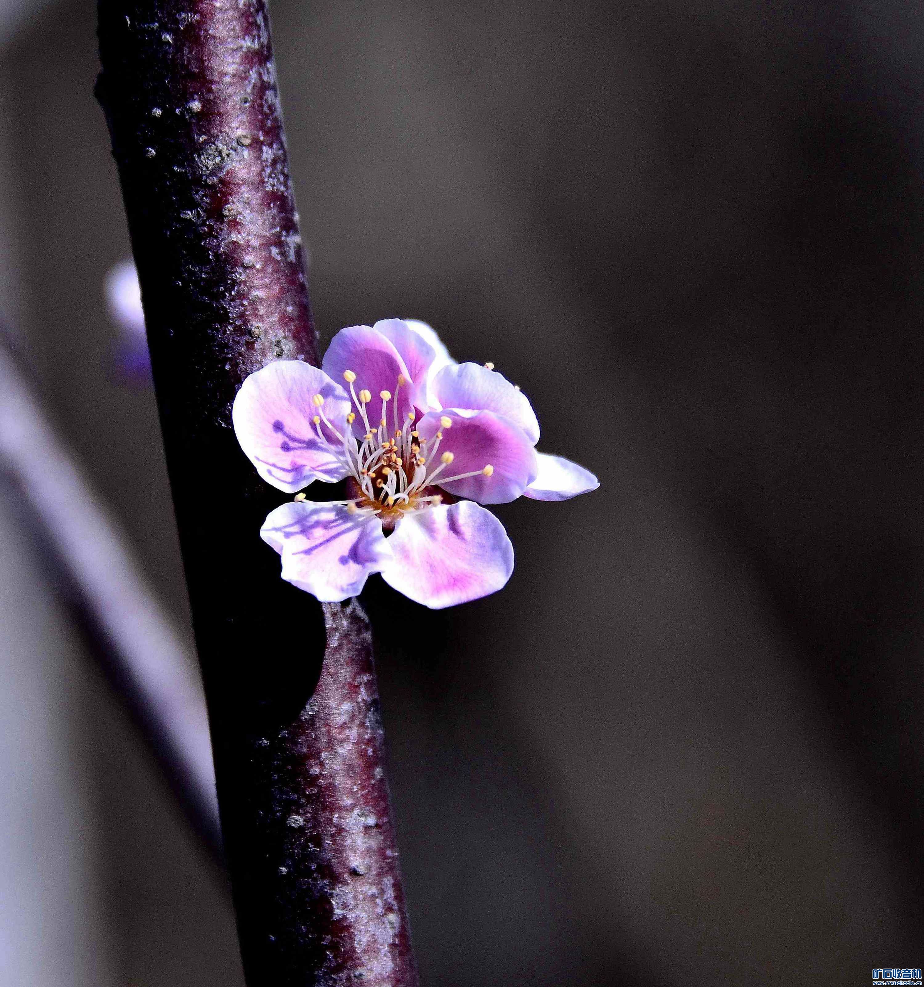 _DSC2653__.jpg