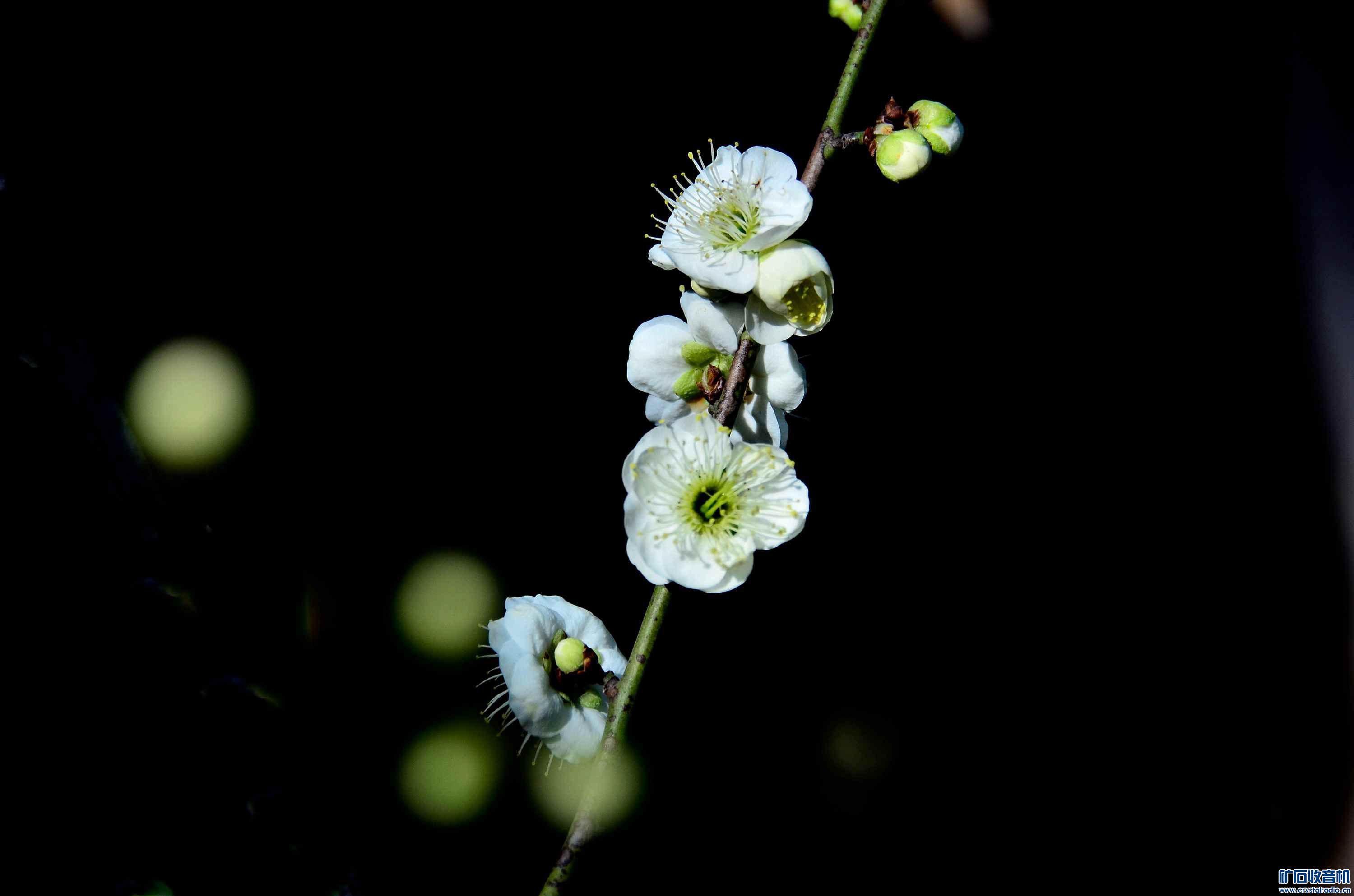_DSC2680__.jpg