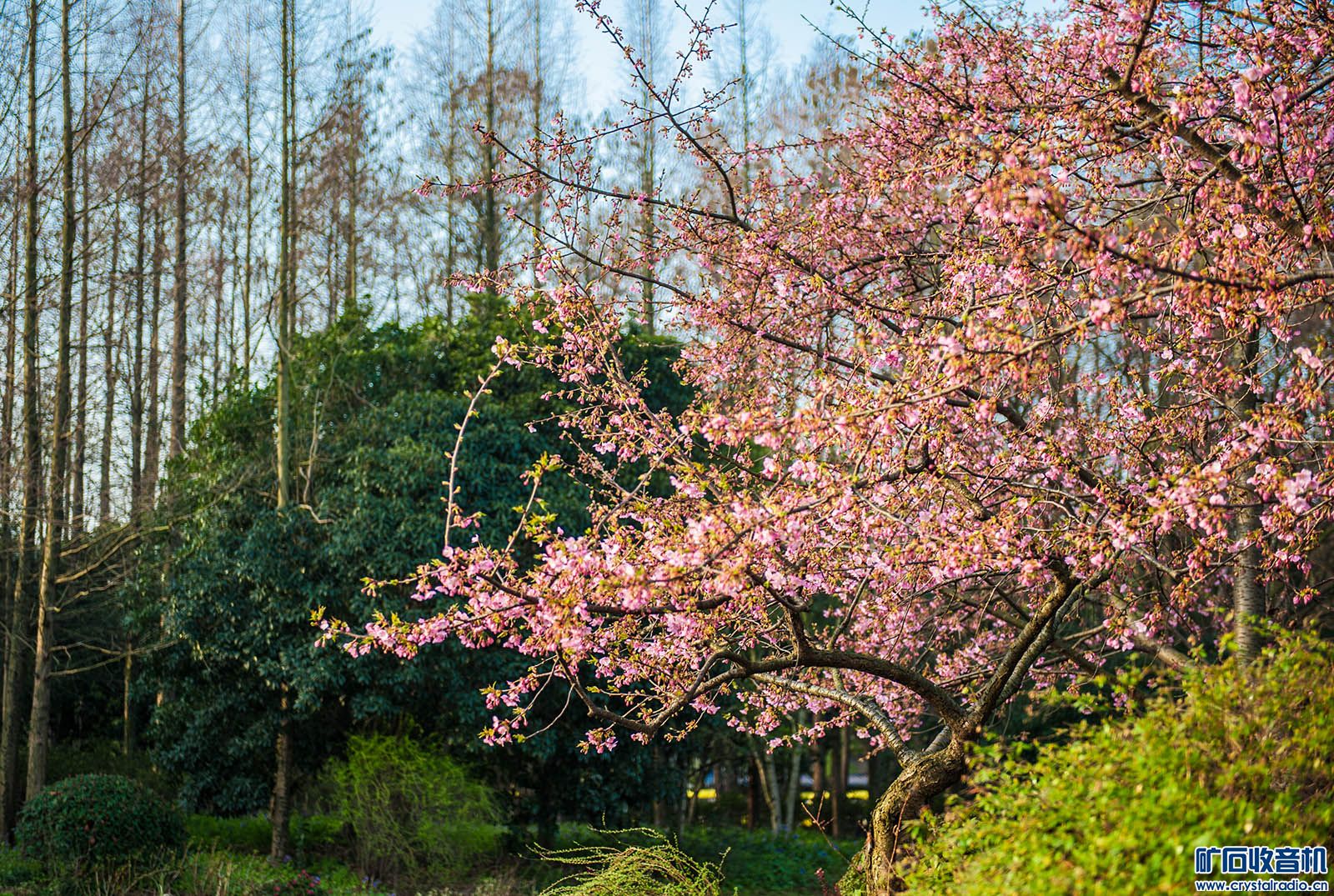 DSC_3517.JPG