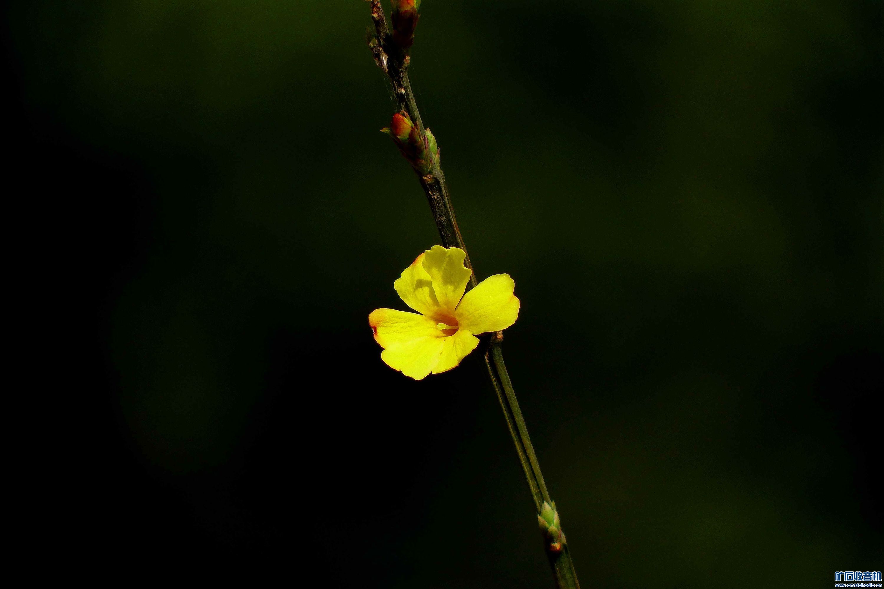 DSCF9138.jpg