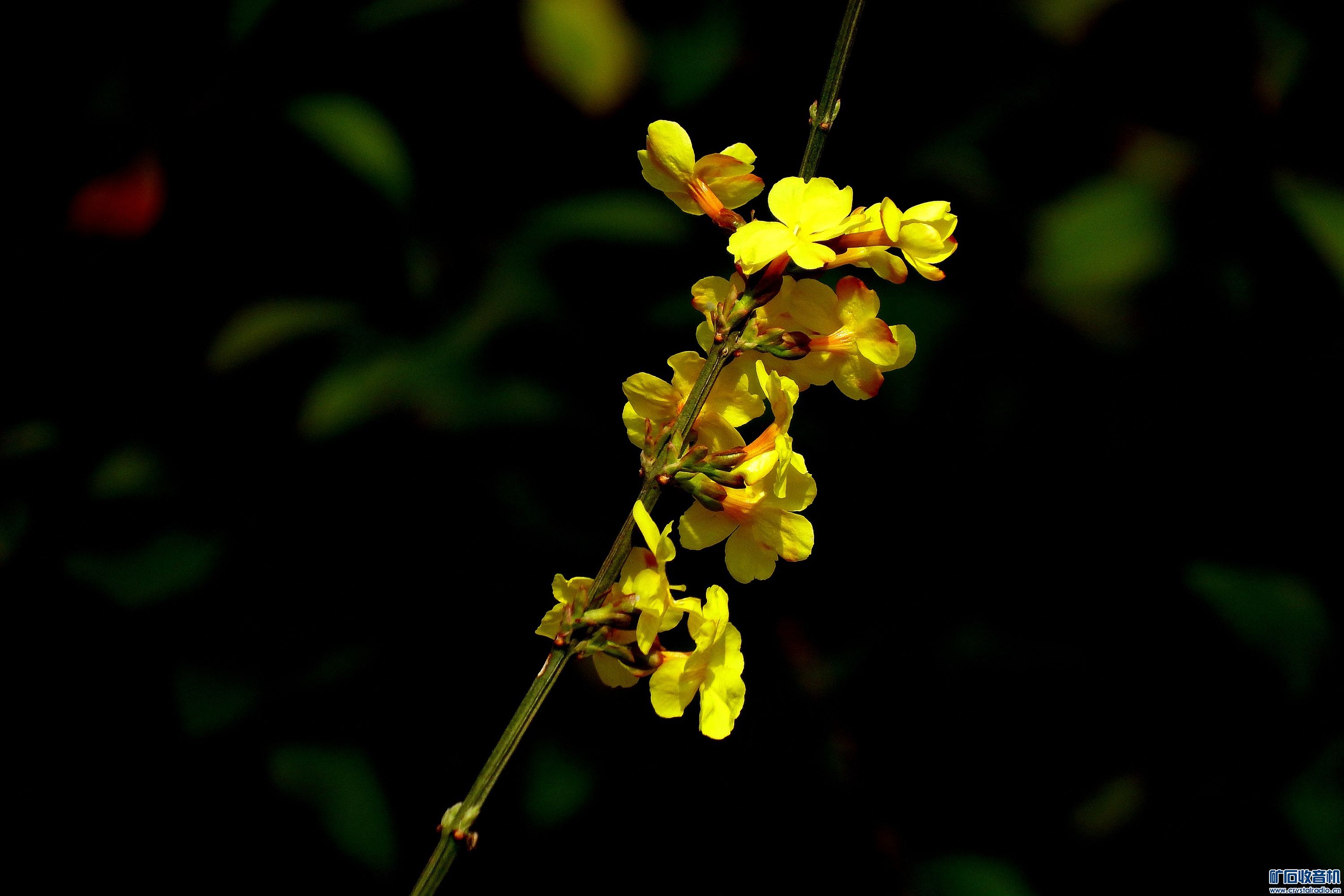 DSCF9183__.jpg